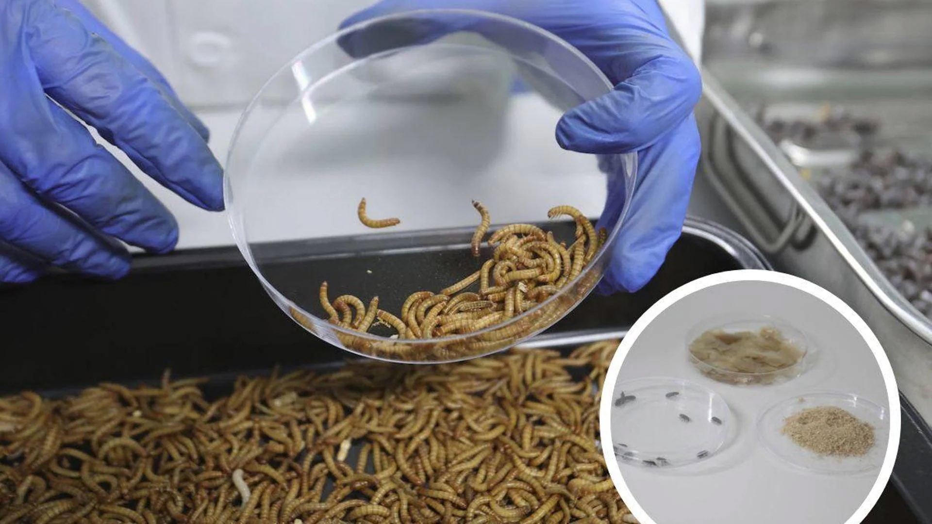 Formación e Investigación en abono orgánico de alta calidad